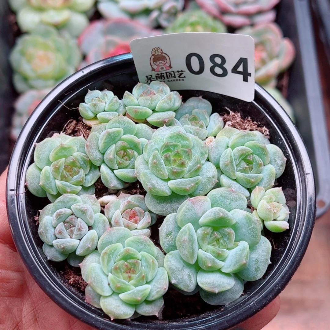 多肉植物多肉植物