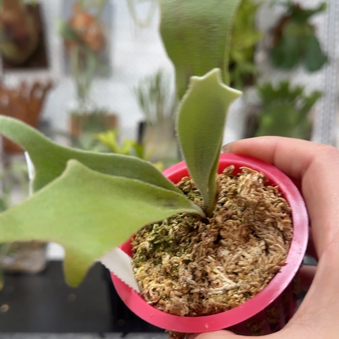 爪哇河月鹿角蕨孢子苗