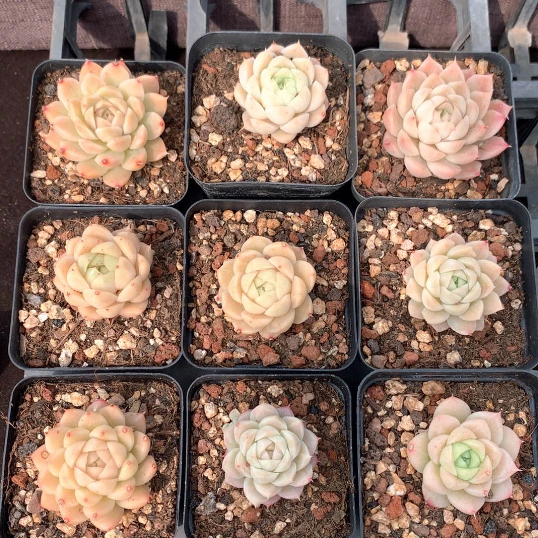 开播福利 麦秆女王单头随机发货