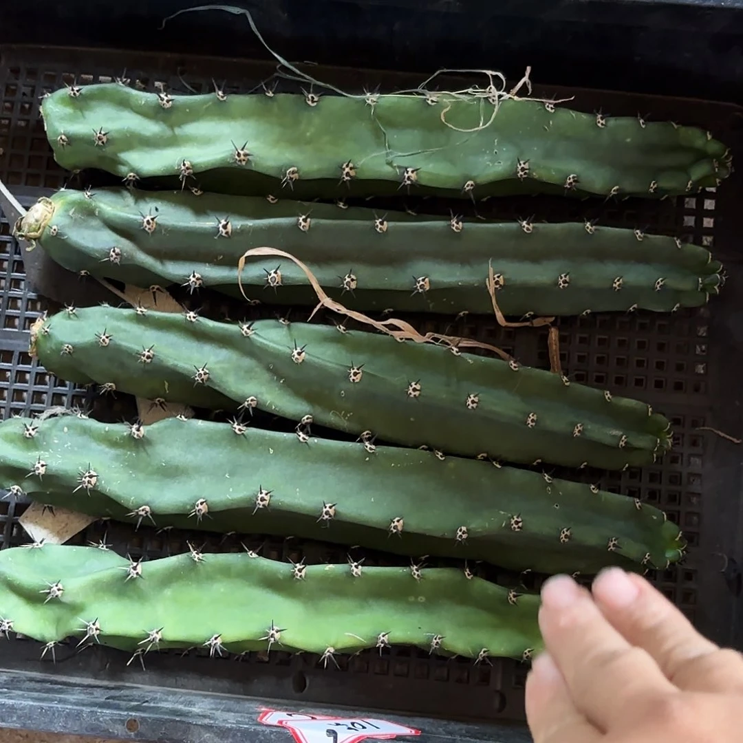 八个粗的袖普无根侧牙20到25公分
