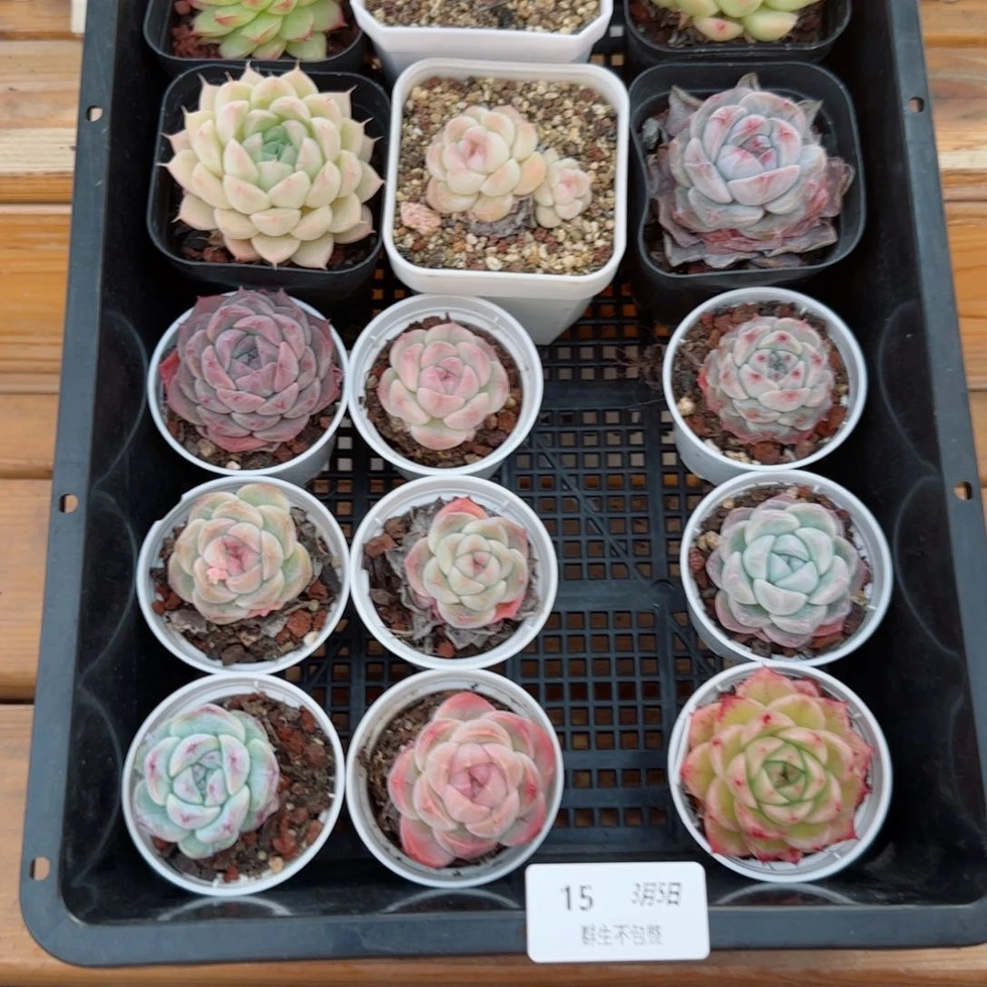 框拍框拍0305-15