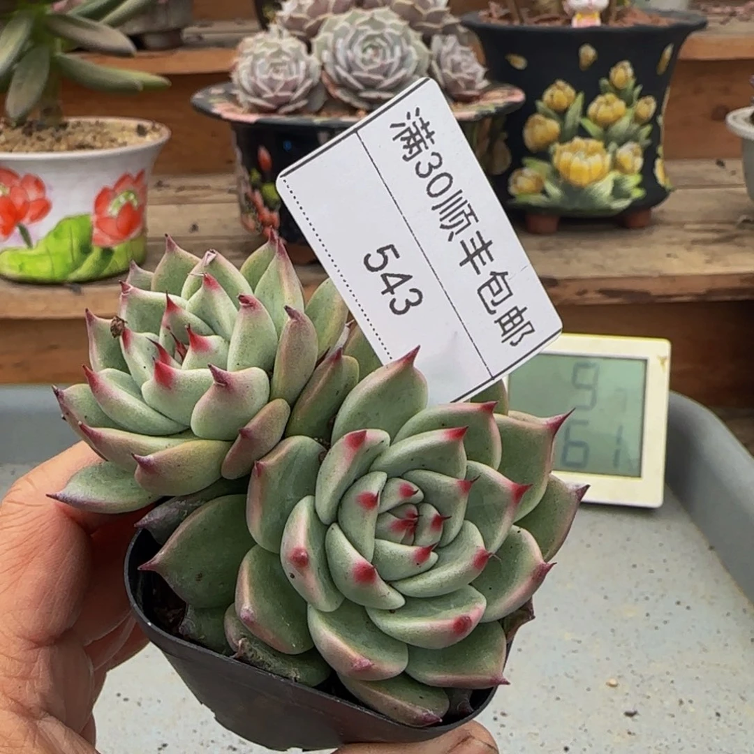 543托斯卡利内多肉双头