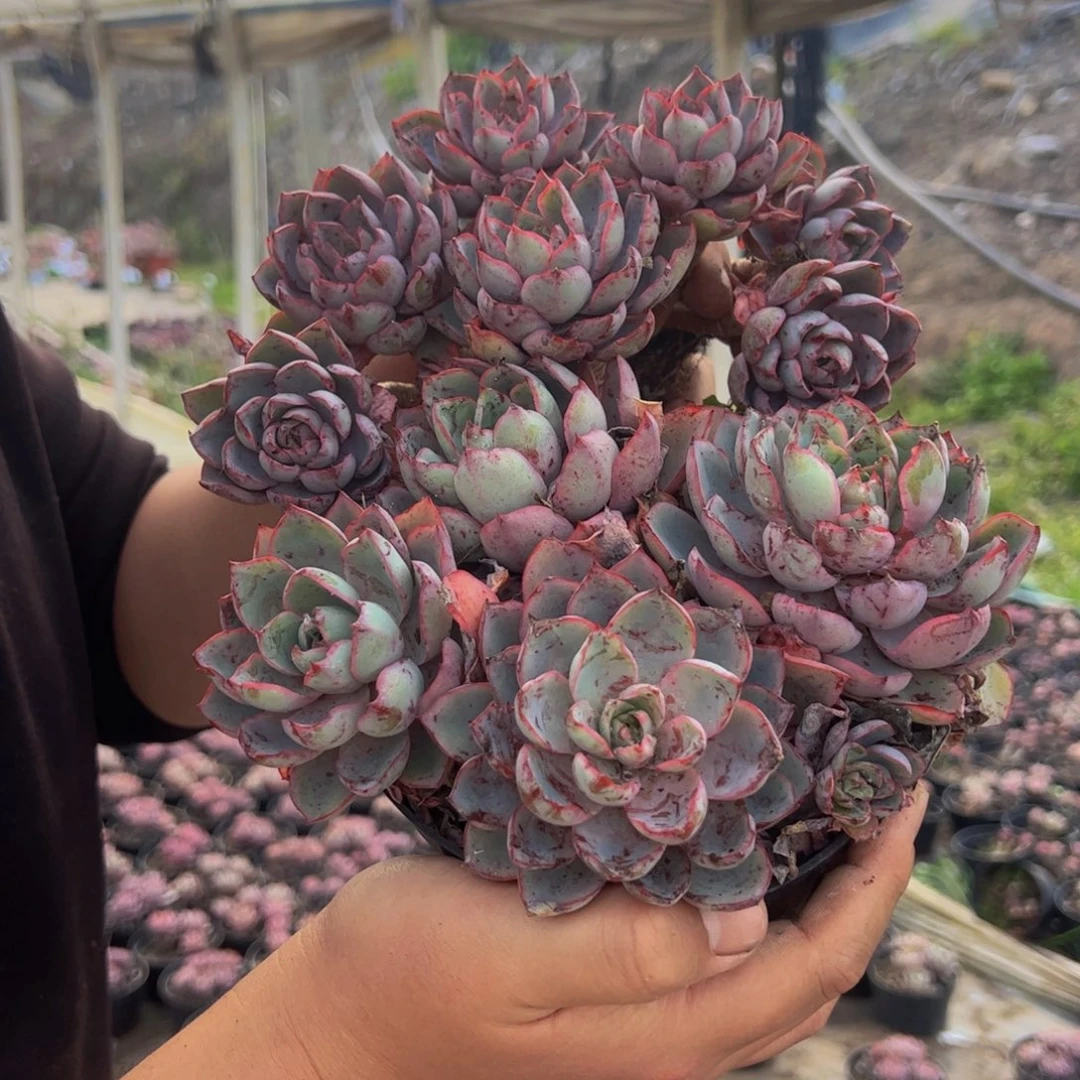 赫拉三头起发两盆