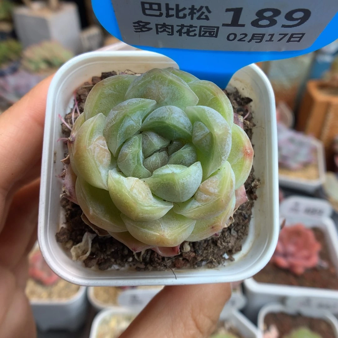 189胖虎多肉植物一物一拍