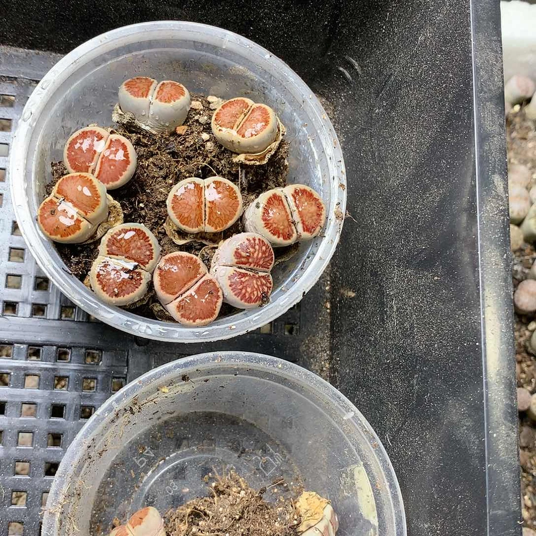 草****?K304多肉植物保护