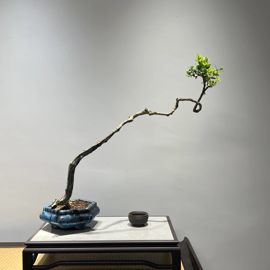 海岛黄杨 - 天然斜飘风化舍利老桩精品盆景