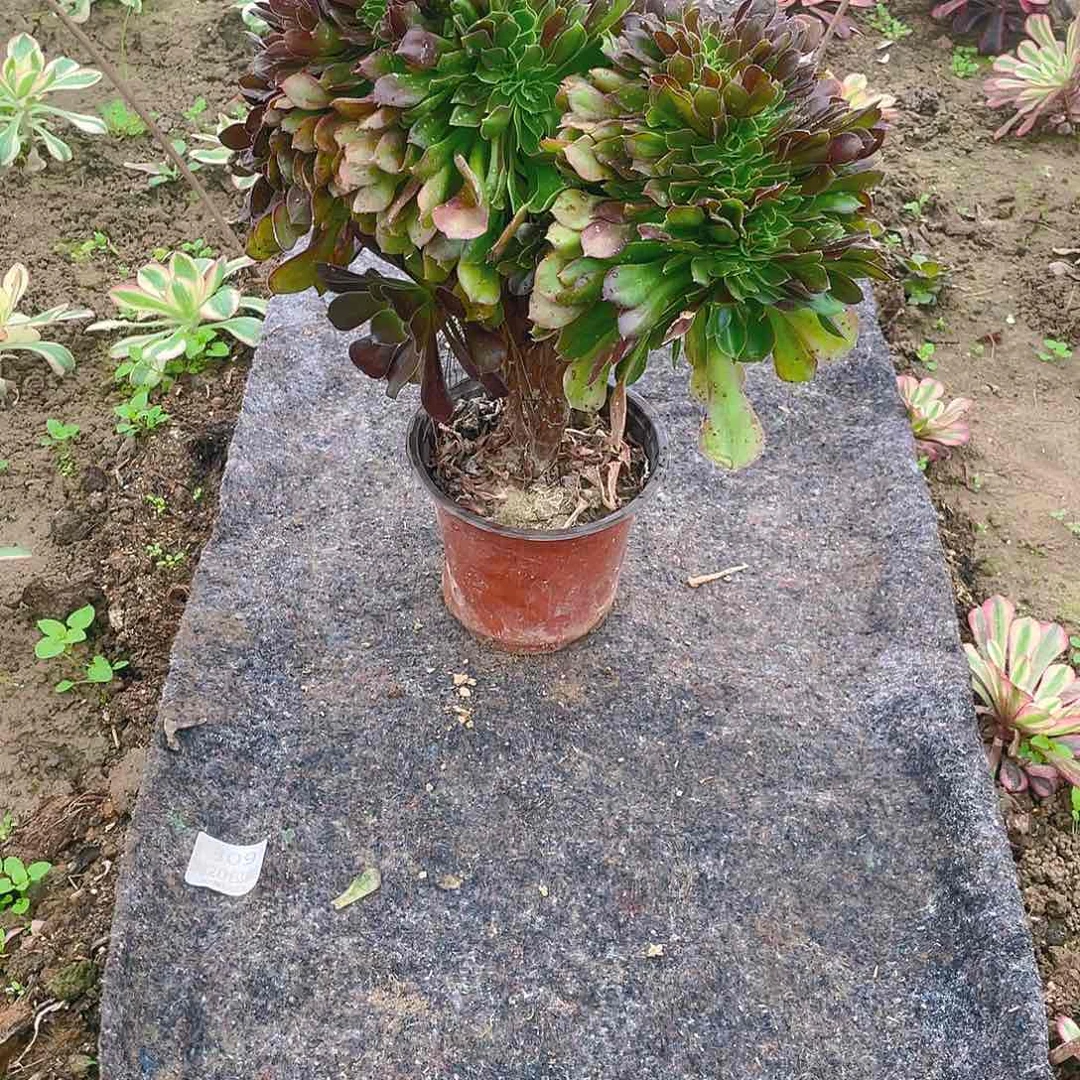 11玫瑰缀化多肉小损不包