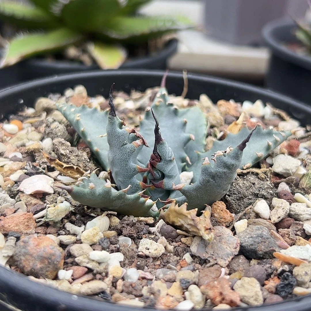 实生eb妖炎一物一拍偏远不包邮不退不换