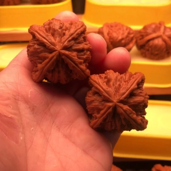 外***核桃核桃核桃核桃核桃