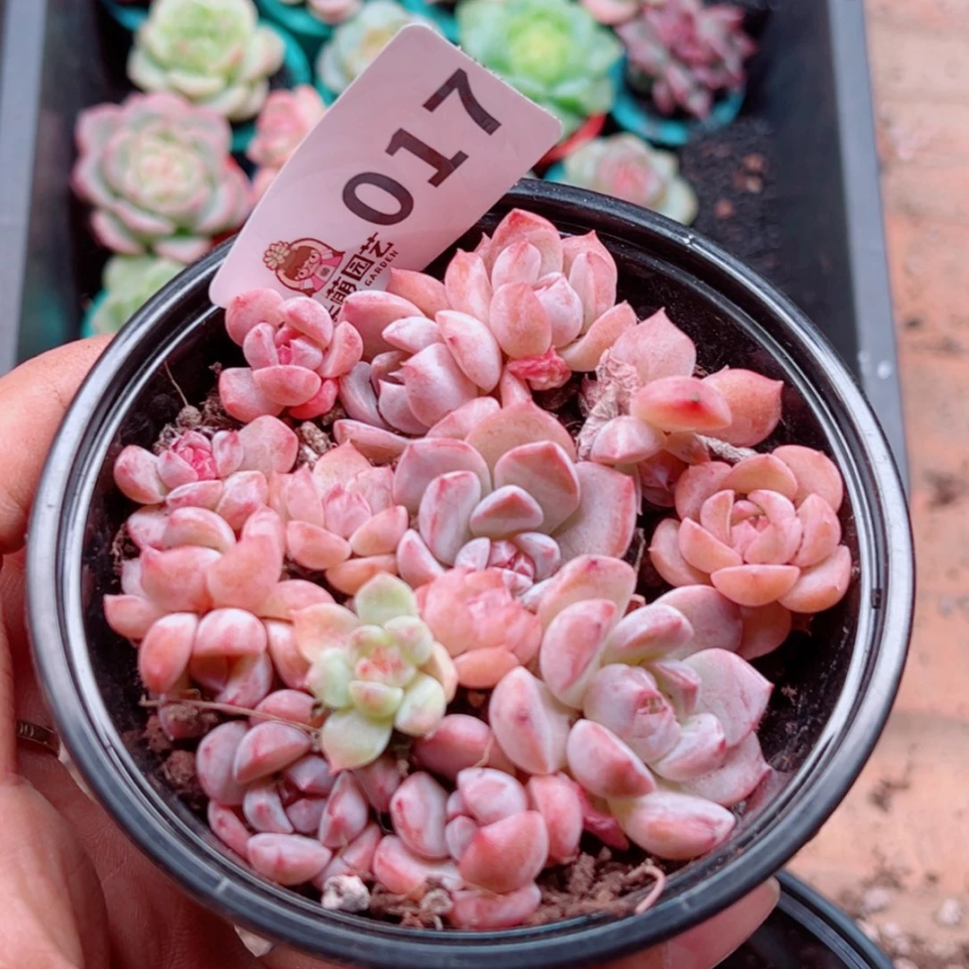 多肉植物多肉植物