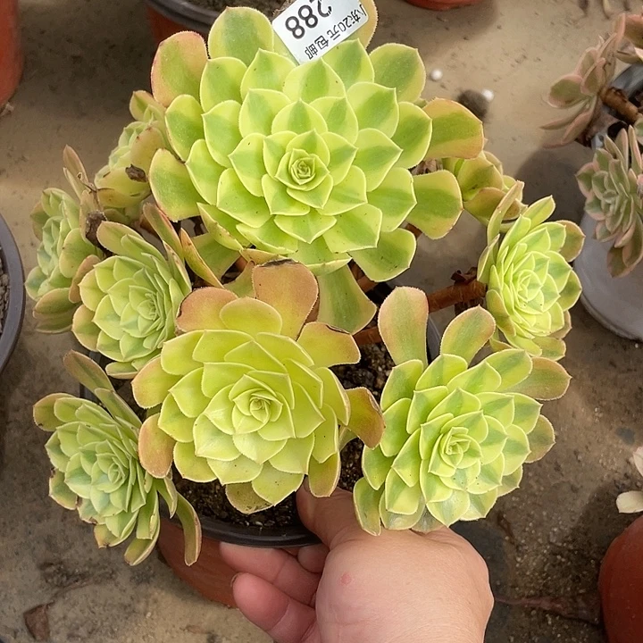 288雨荷多肉植物福利