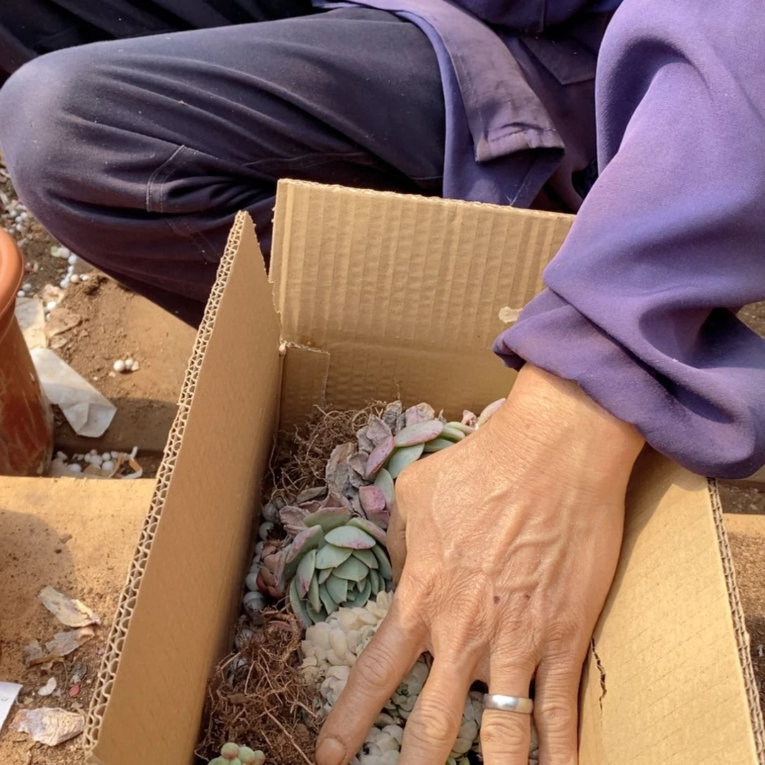 带****阳景天混装嫁接