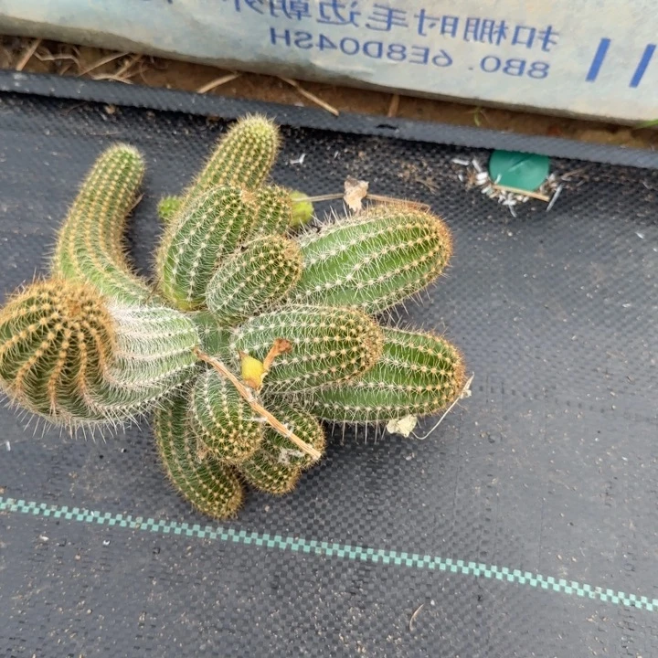 巨型白檀仙人掌群生451