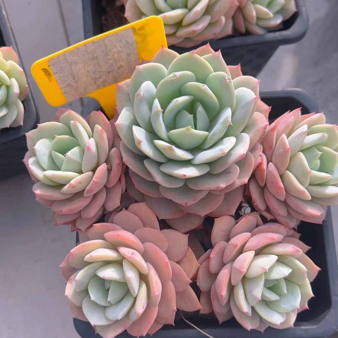 香玉等多种名贵的产品和服务