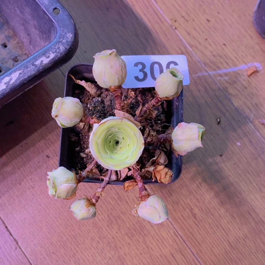囍***悅山地玫瑰一物一拍306