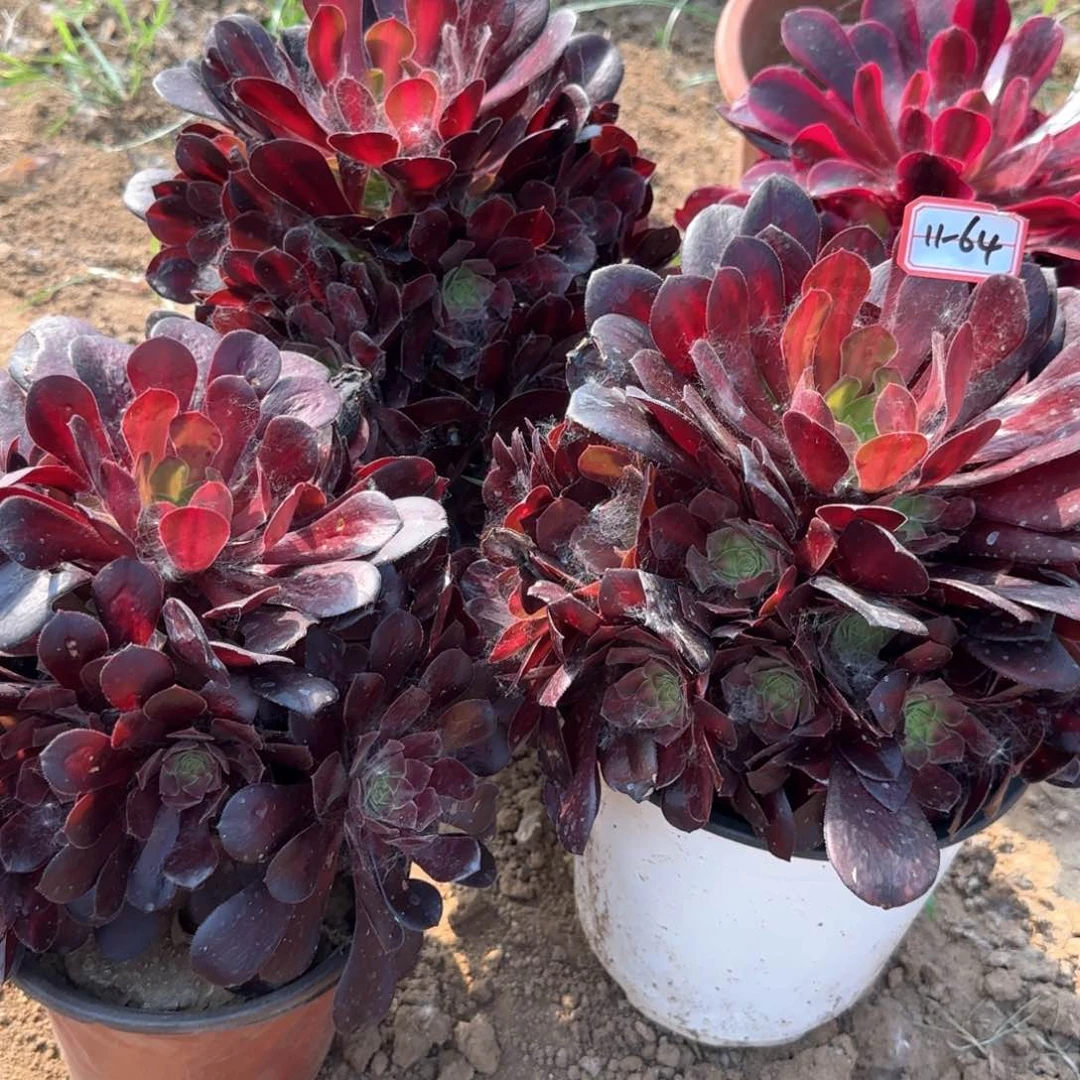 11-64华纳地理亮牌8.8一个满20包邮