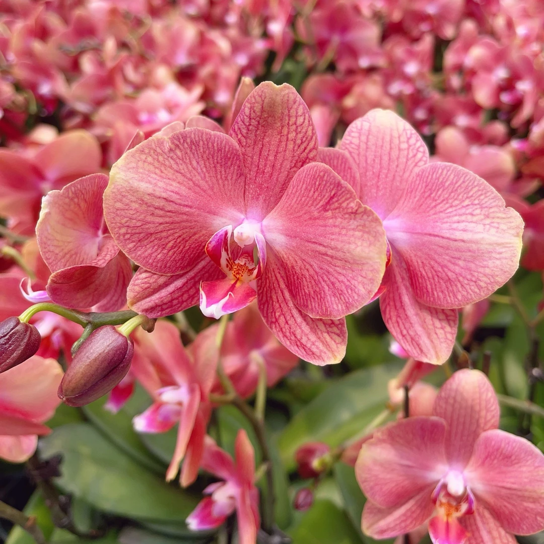 05【三文鱼】精美蝴蝶兰花卉佛山基地批发直播次日达