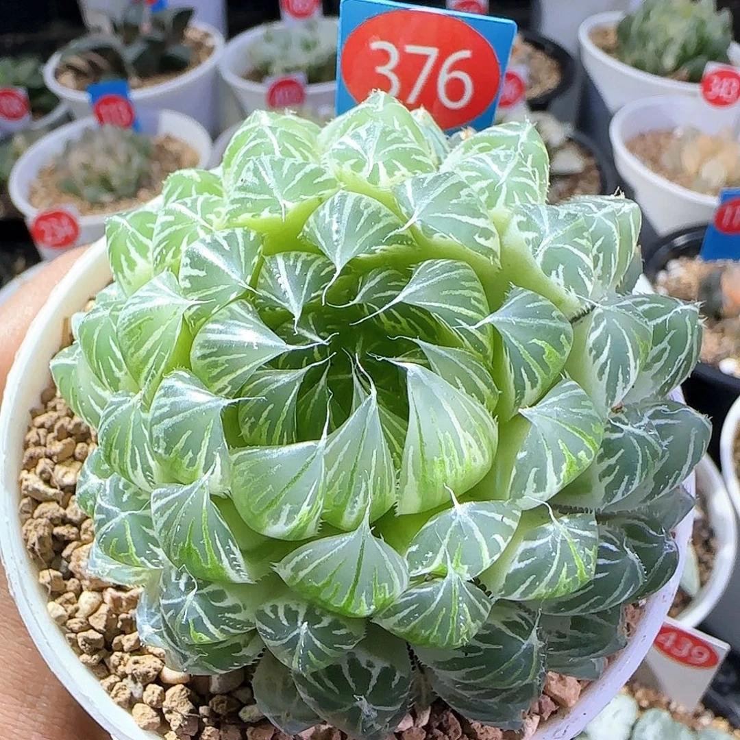 376号糊斑花蝴蝶一物一拍带盆土