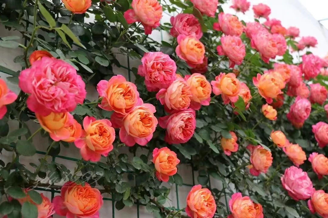 【藤宝贝四季开花】冬眠期修剪1米左右爬藤月季花绿植花卉