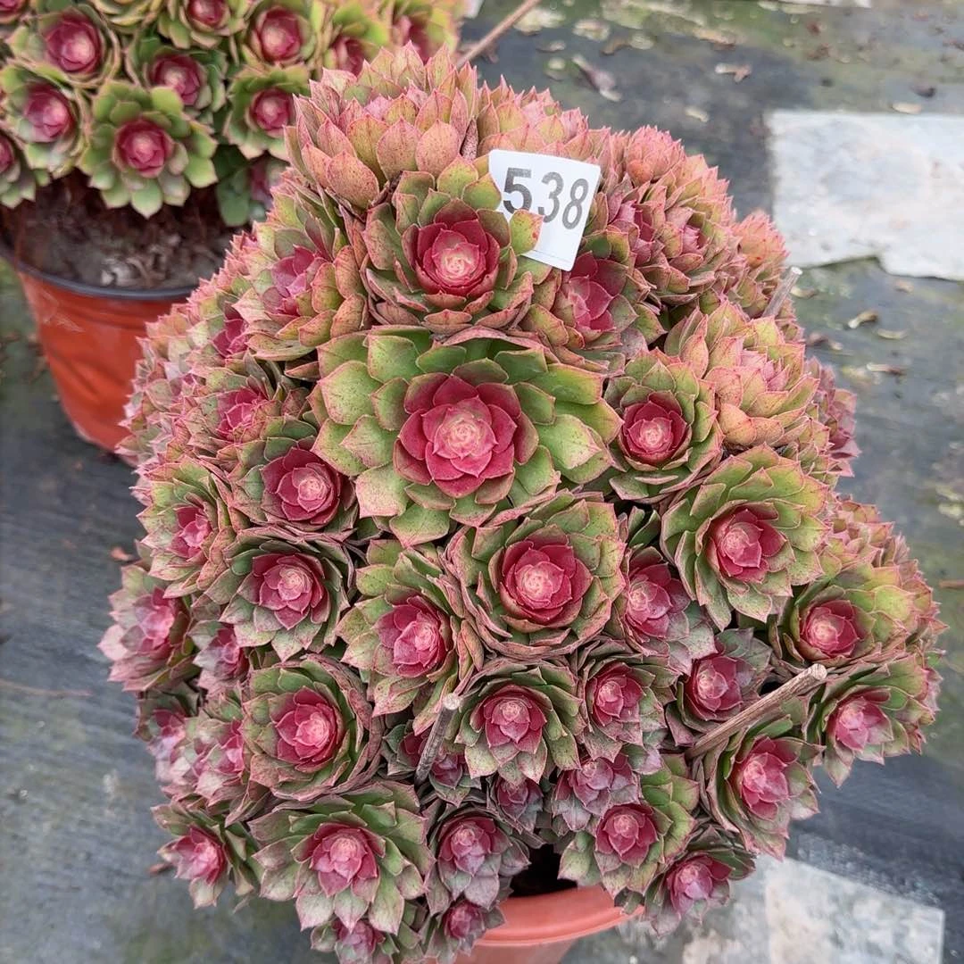 538多肉植物生长