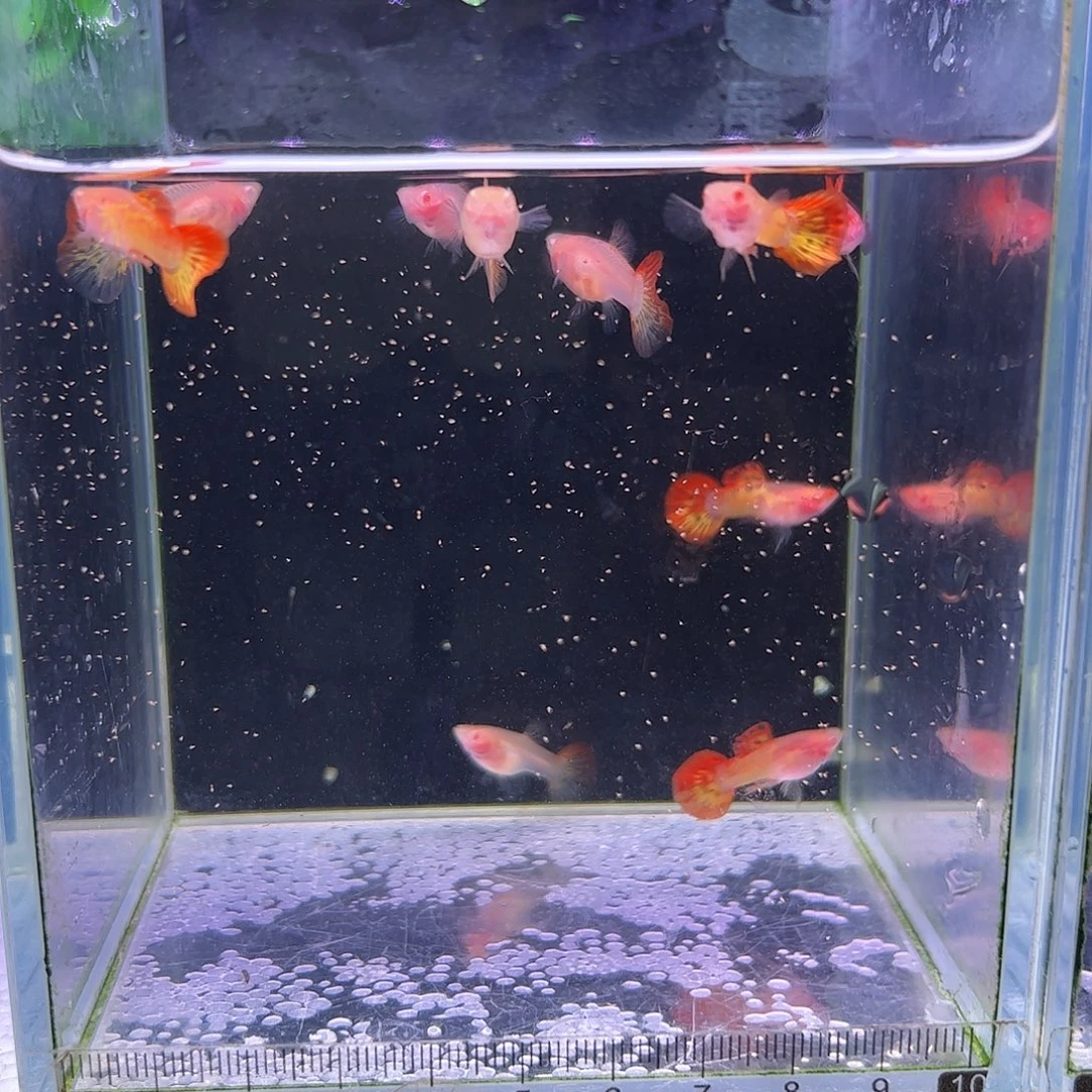 孔雀鱼红龙白子5对