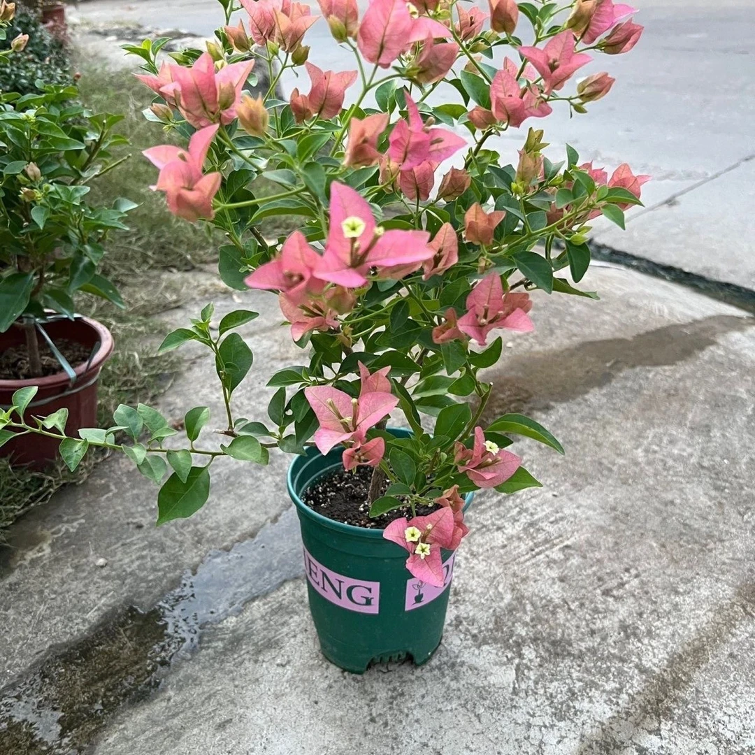 卡雅塔。带花苞原盆原土  四季开花 忠玺花卉基地