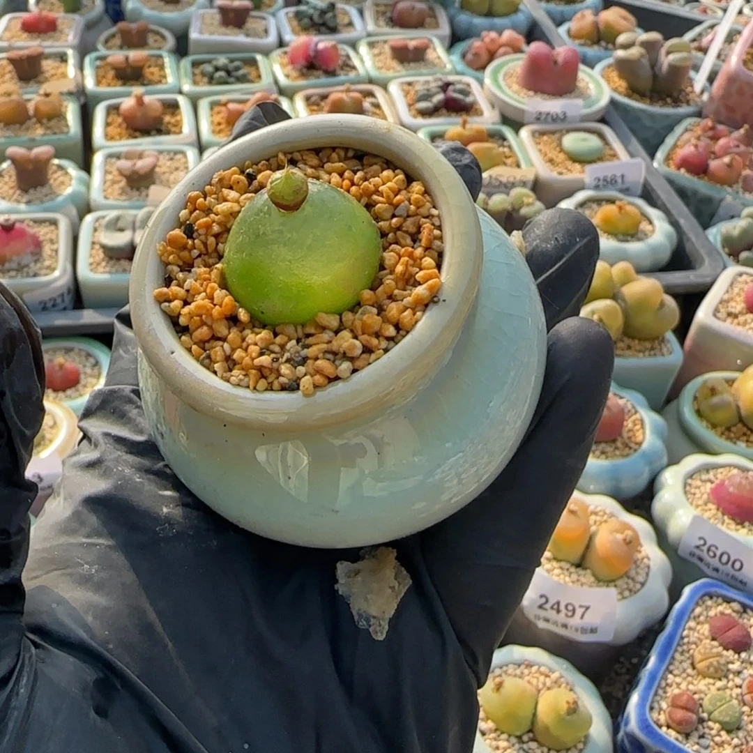 2741-一物一拍 带盆