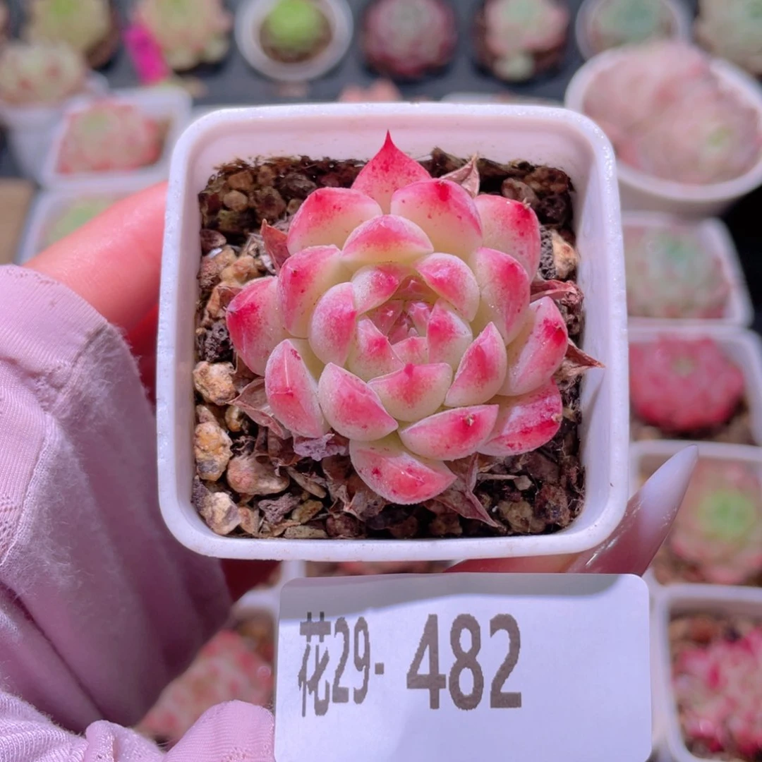 花利美29-482美瞳