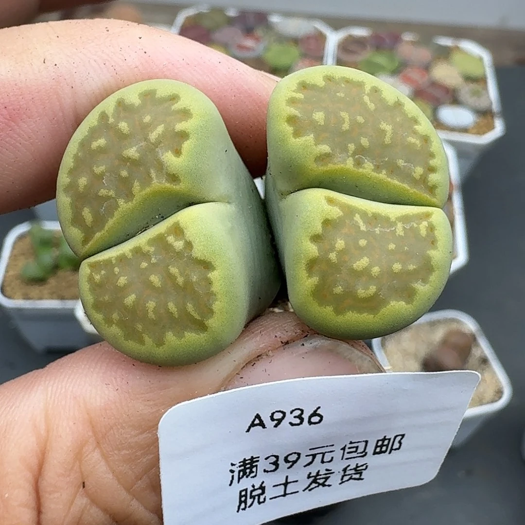 936多肉哈哈哈哈哈哈哈