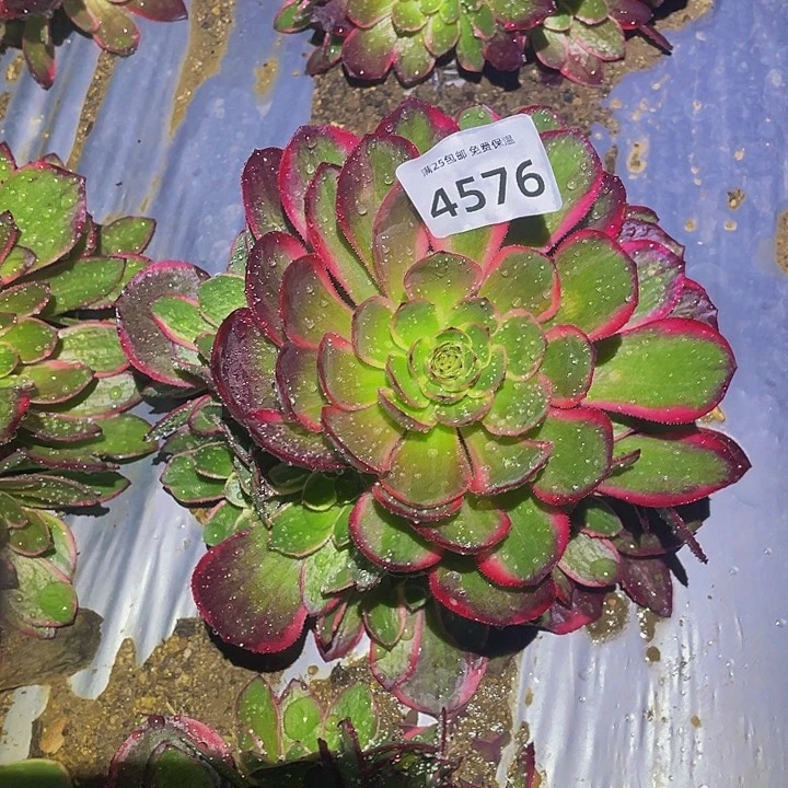 4576粉花妖多肉植物