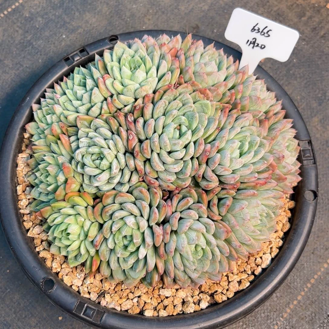 一物一拍链接，用户6365