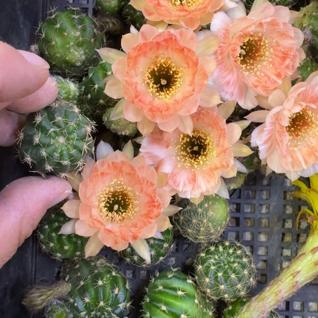 223丽花老丽83歪无根侧牙3公分左右，20包邮