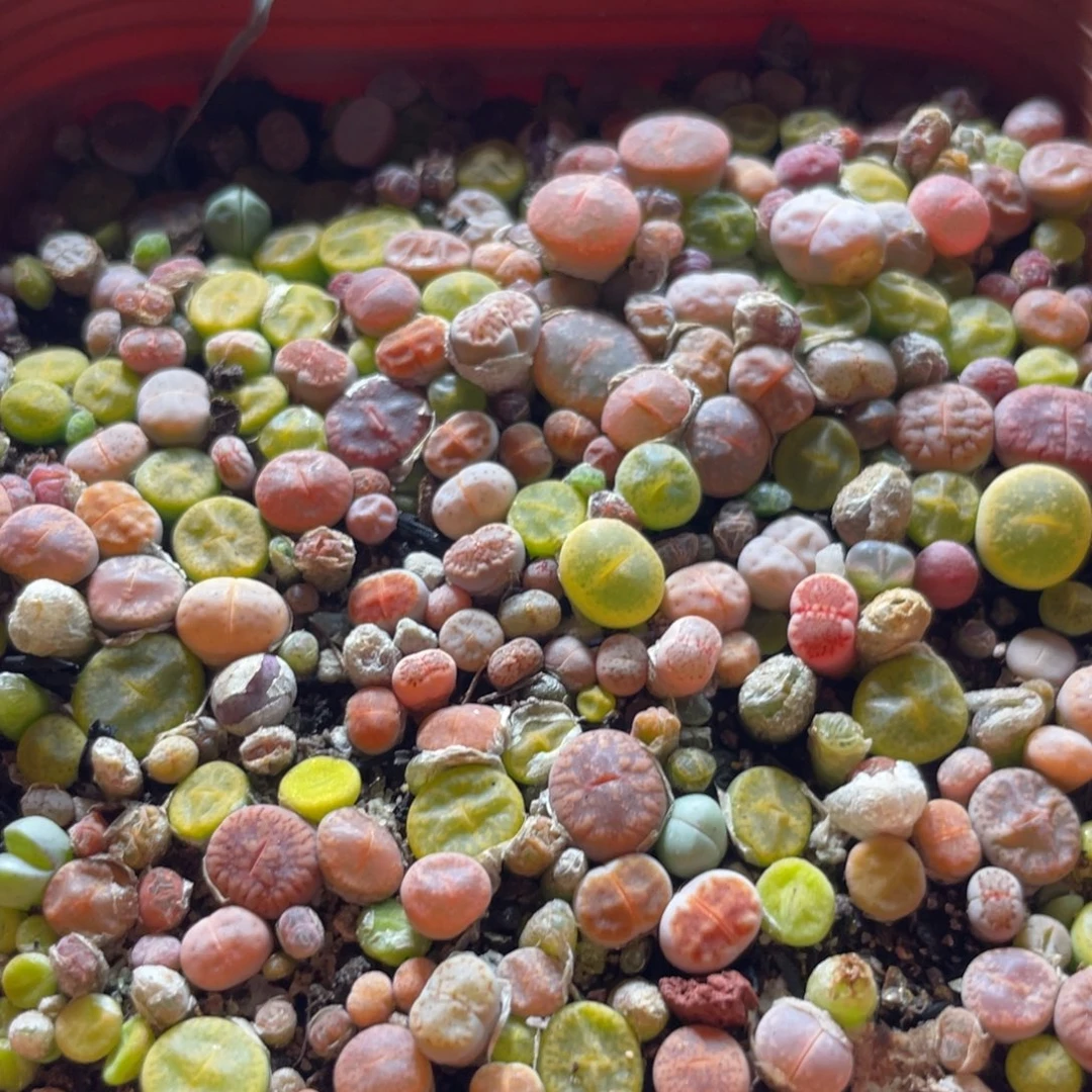 大盆特价一物一拍～43