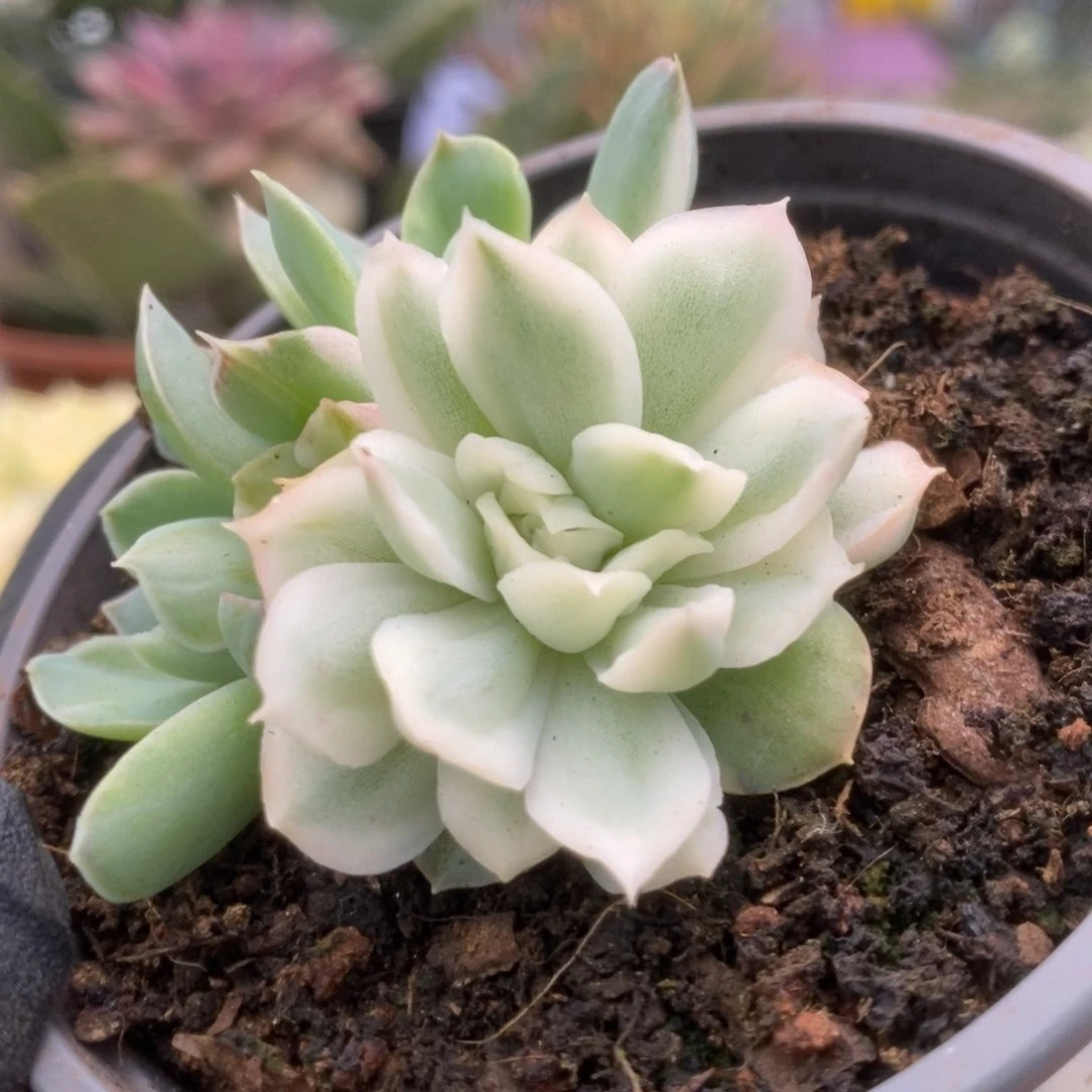 484海豚公主锦锦锦锦锦