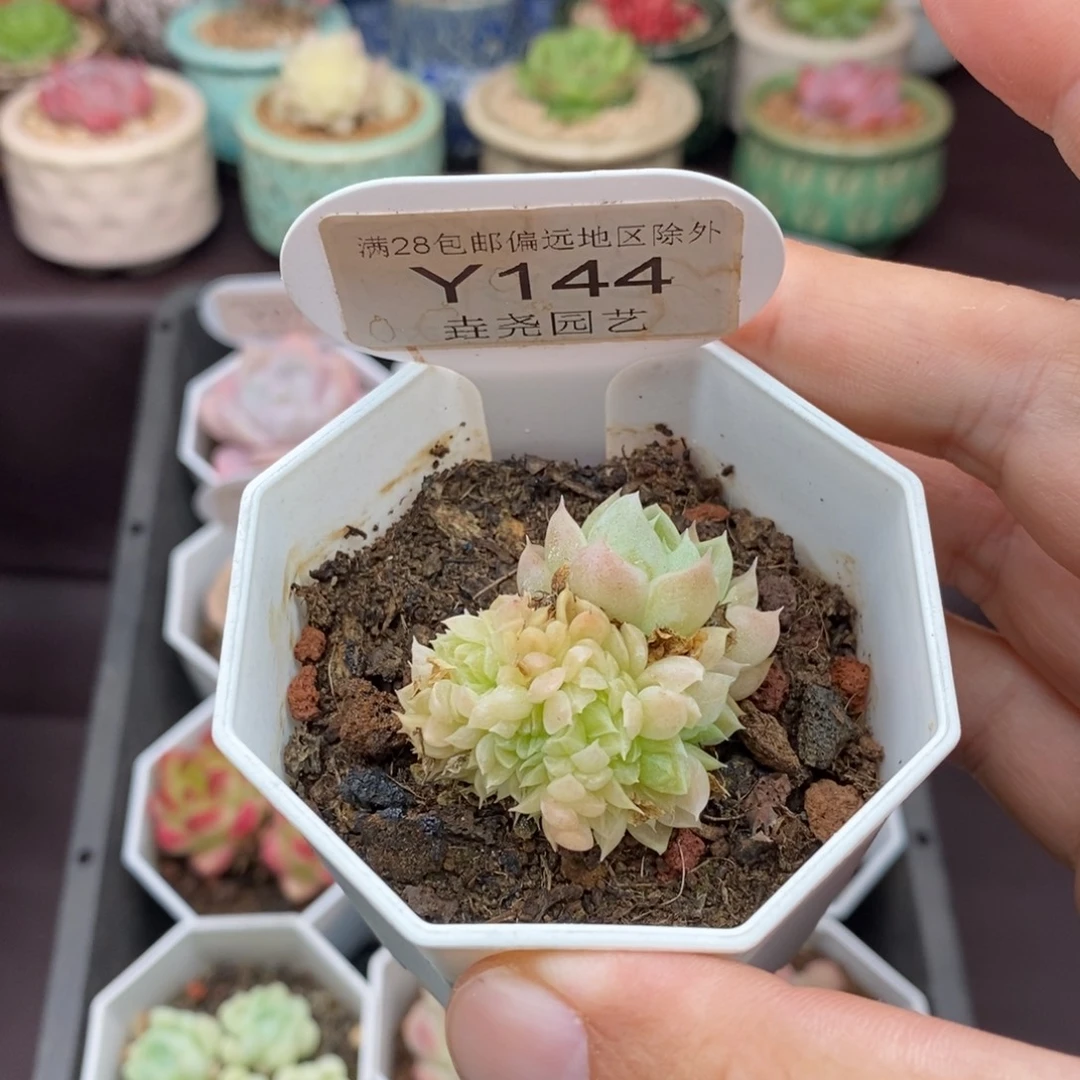 0144 撒哈拉缀 3cm