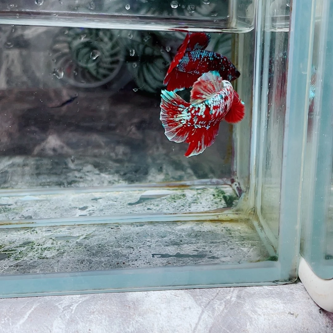 斗鱼育平斗鱼泰国斗鱼