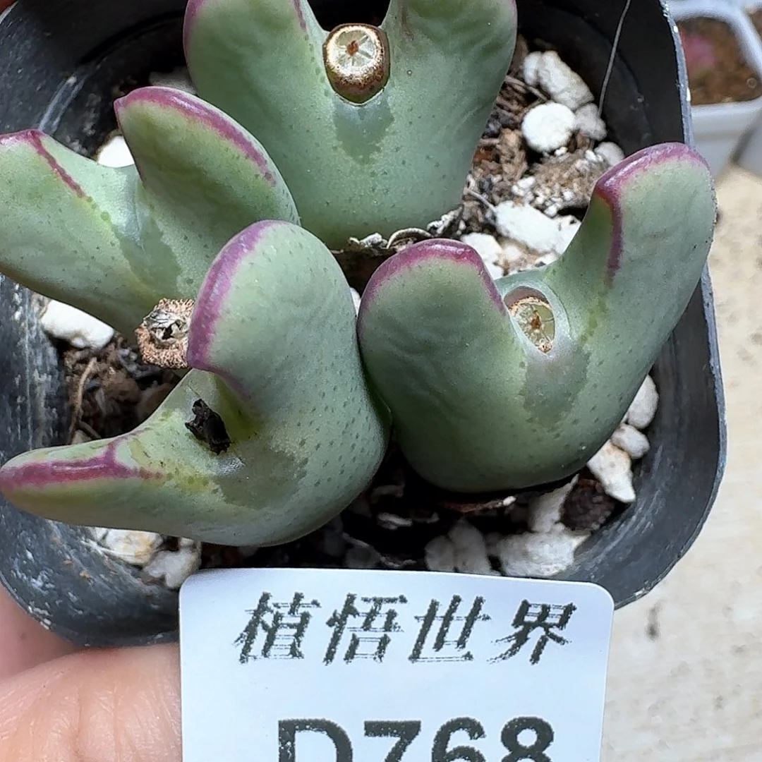 768盒多肉植物哇f g