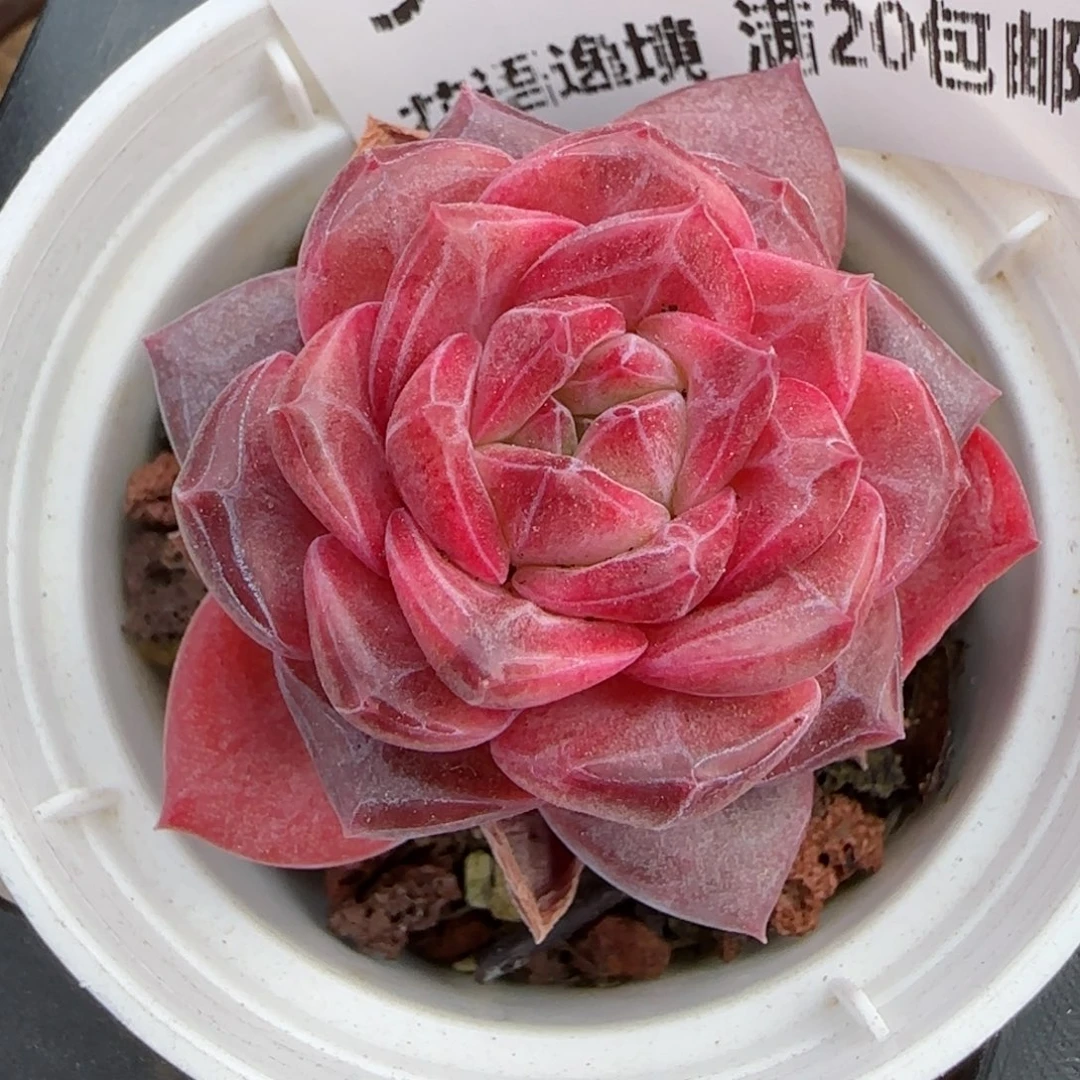 野****活花语逸境0209-594