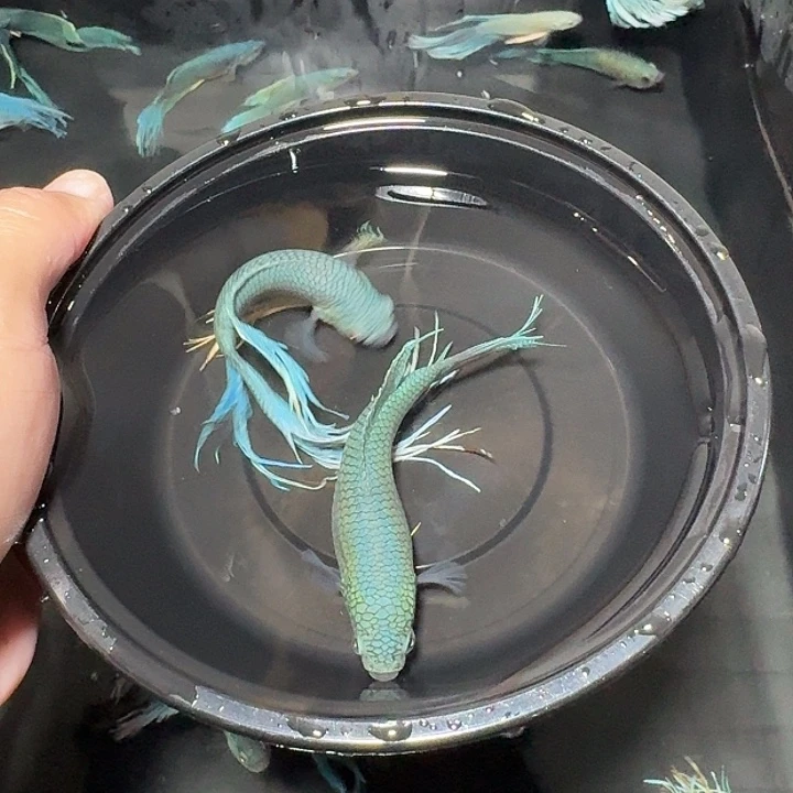 斗鱼直播间对图无纹蓝18