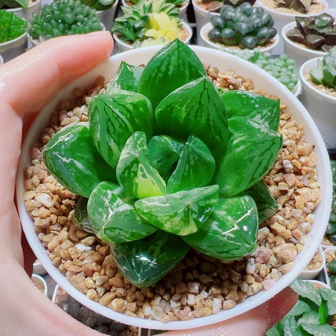 宝草玉露锦，9.9，666福利