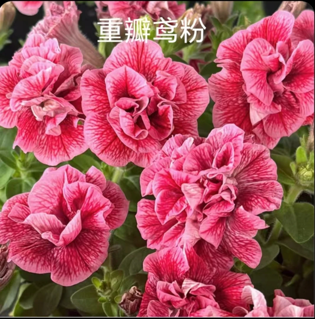 重瓣牵牛130盆栽矮牵牛花苗垂吊阳台庭院植物花卉绿植四季开花