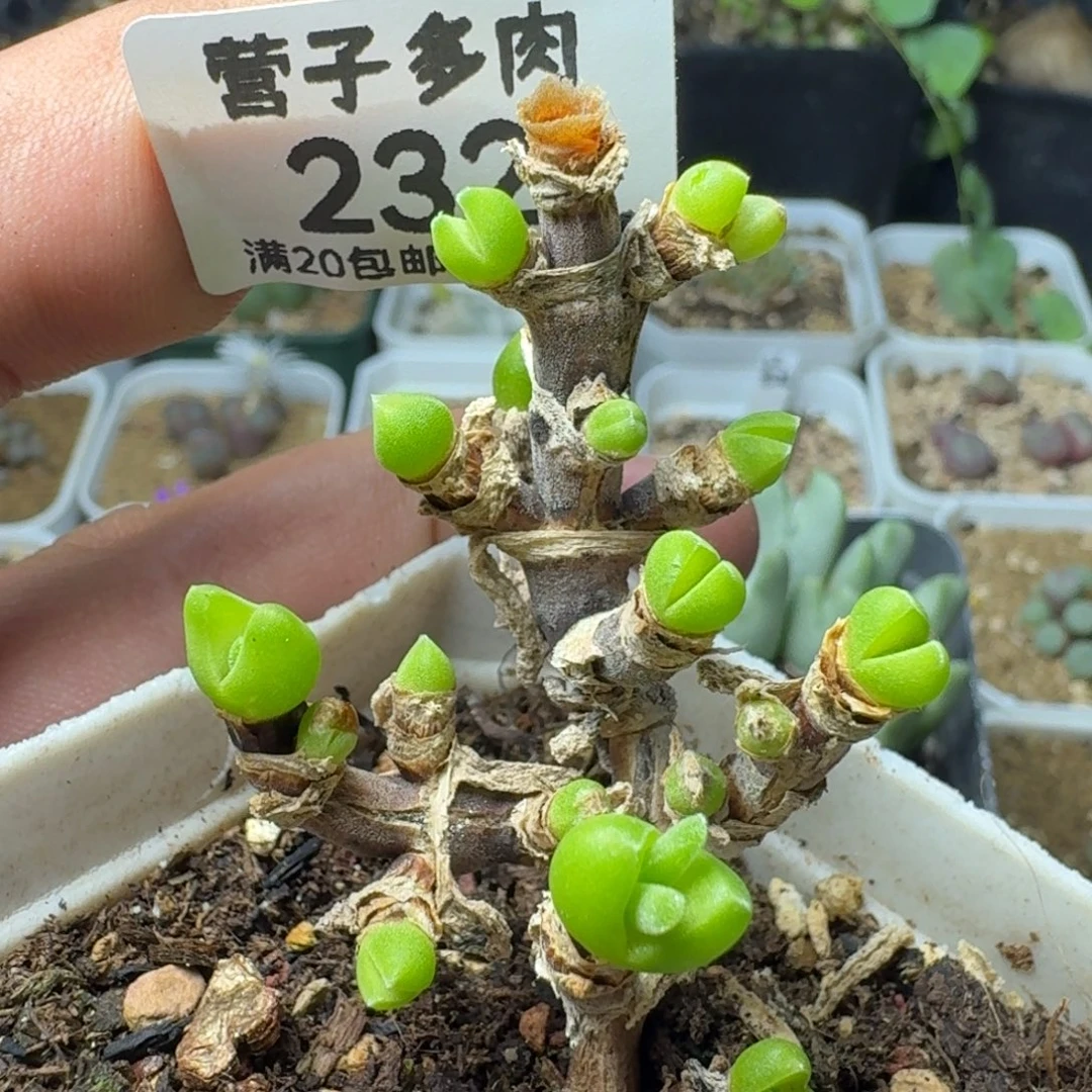 带盆土