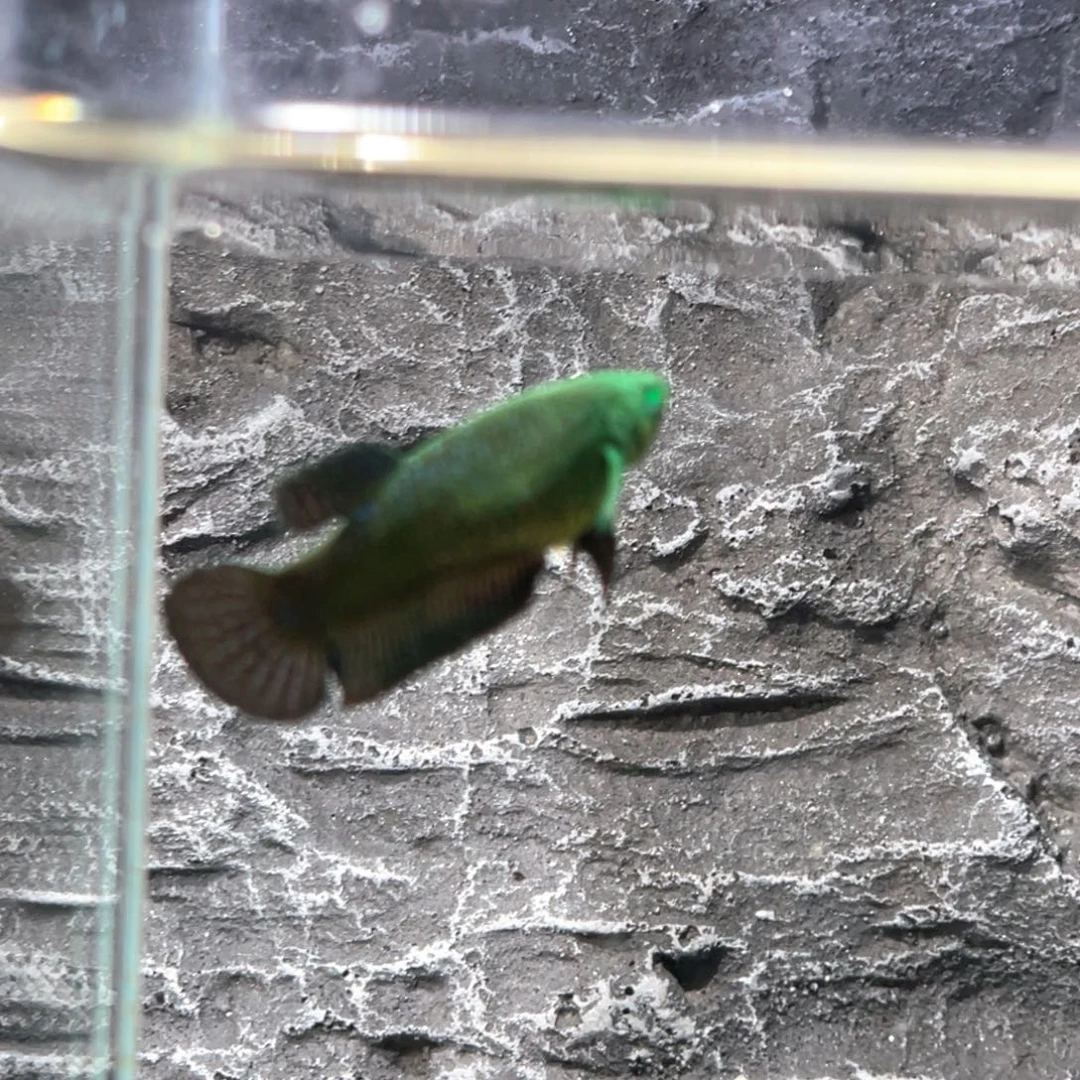 斗鱼绿魔碎星将军母