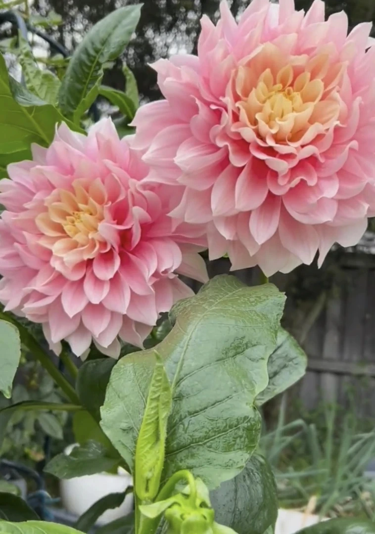 【珍珠】进口多年生重瓣大丽花种 球盆栽地栽送肥料