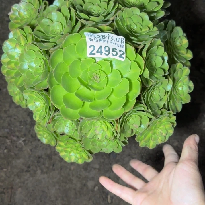 24952南抹茶不包断枝