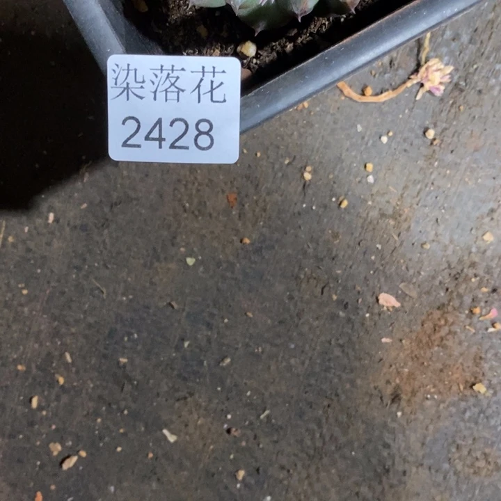 末*精品多肉植物2428开花价