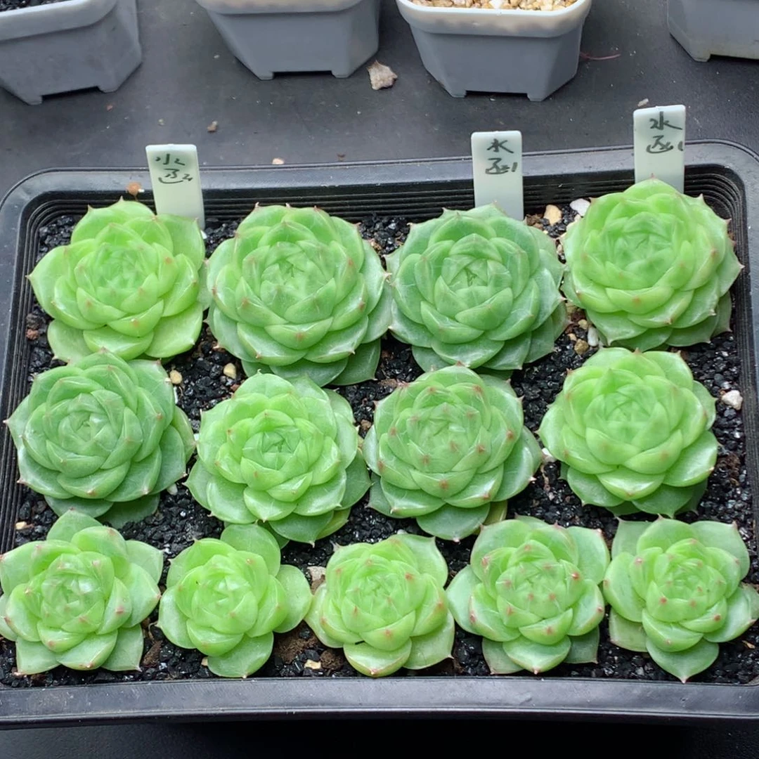 周*函58包邮  群生不包整水函