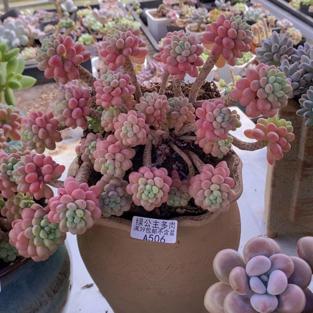 鱼子酱老桩18cm506多肉植物