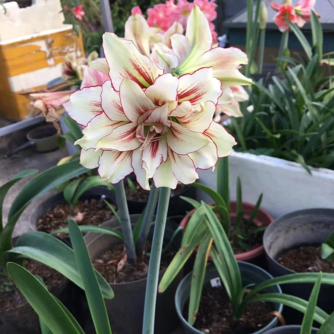 越南朱【双蜻蜓】包对版自然球多年生基地直发送肥料