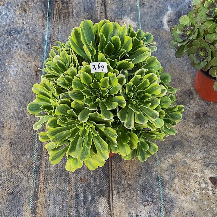 远***来绿豆沙00000000369号